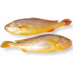 Frozen Yellow Croaker 400-800 5kg