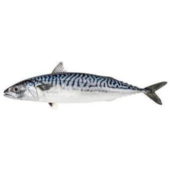 Fresh Frozen Mackerel 400/600 2kg