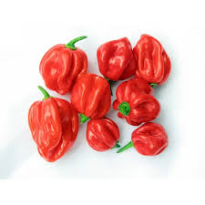 Scotch bonnet chilli Peppers