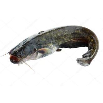 Catfish 2.5kg