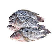 Frozen Tilapia Fish (500 To 800) 5kg